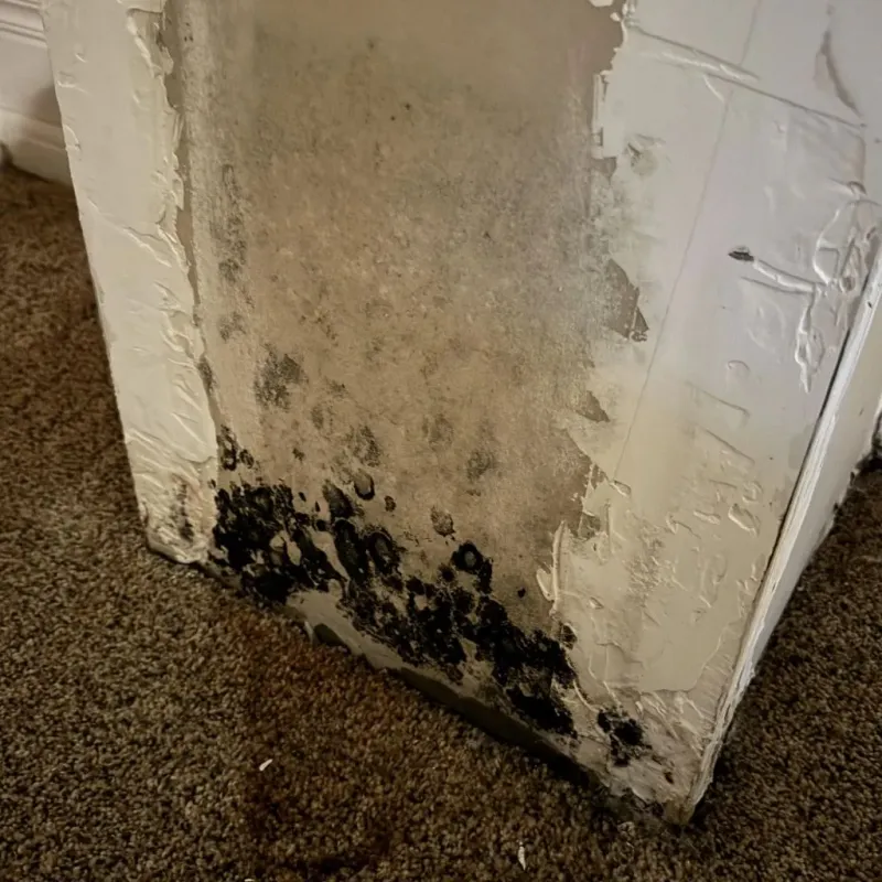 Professional Mold Removal in Salt Lake City, UT